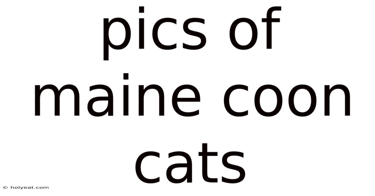 Pics Of Maine Coon Cats