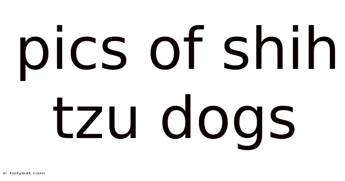 Pics Of Shih Tzu Dogs