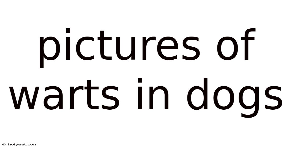 Pictures Of Warts In Dogs