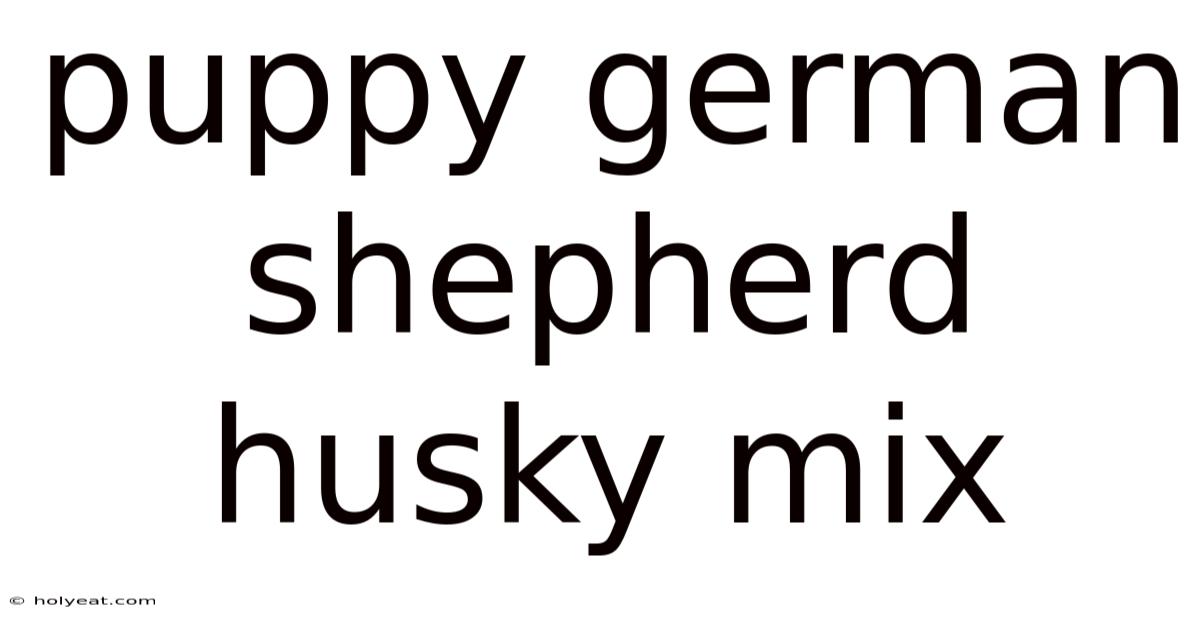 Puppy German Shepherd Husky Mix