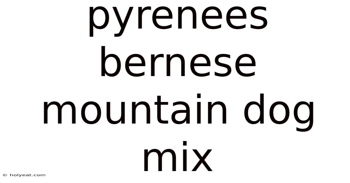Pyrenees Bernese Mountain Dog Mix