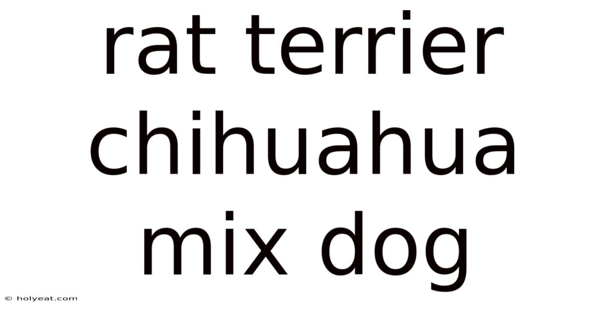 Rat Terrier Chihuahua Mix Dog