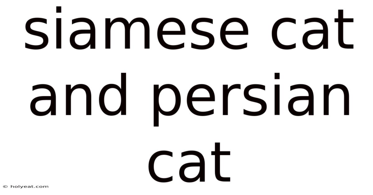 Siamese Cat And Persian Cat