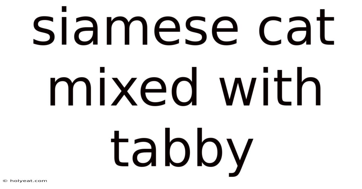 Siamese Cat Mixed With Tabby
