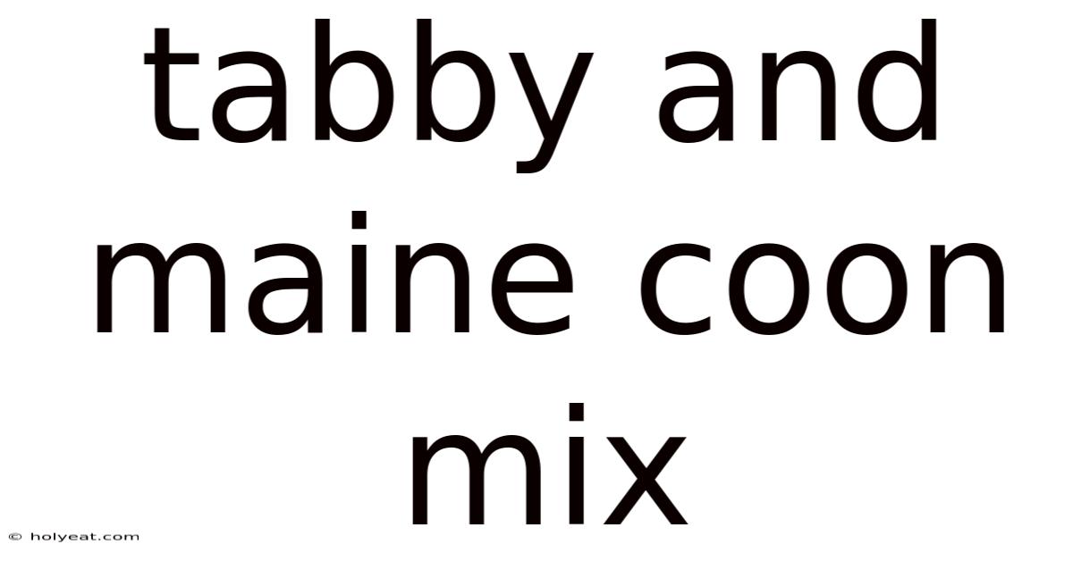 Tabby And Maine Coon Mix