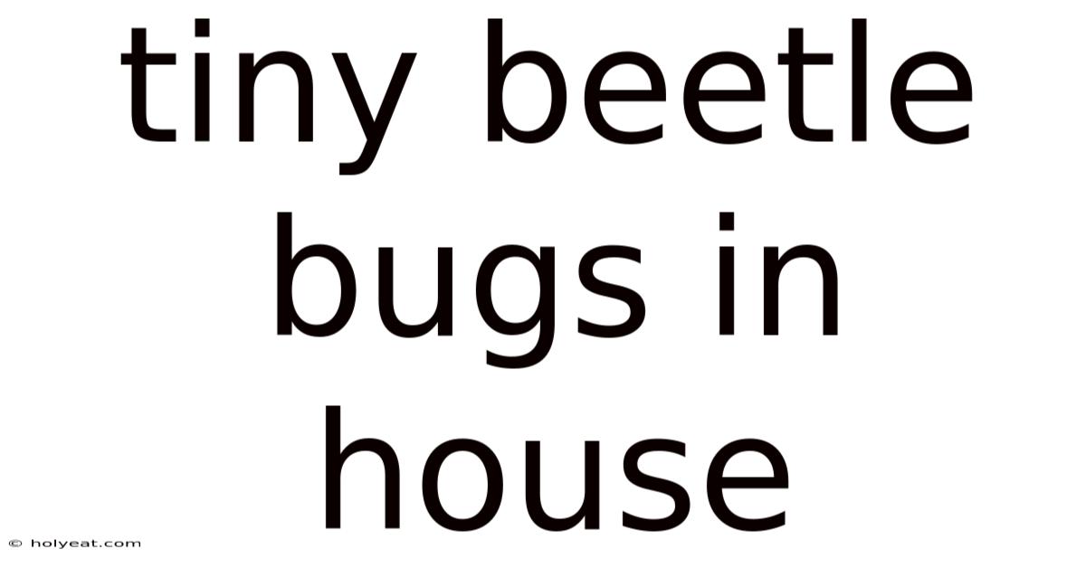Tiny Beetle Bugs In House