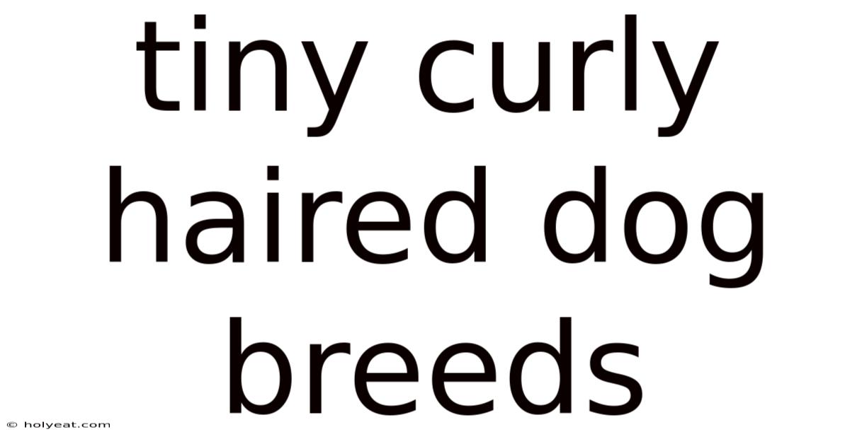 Tiny Curly Haired Dog Breeds