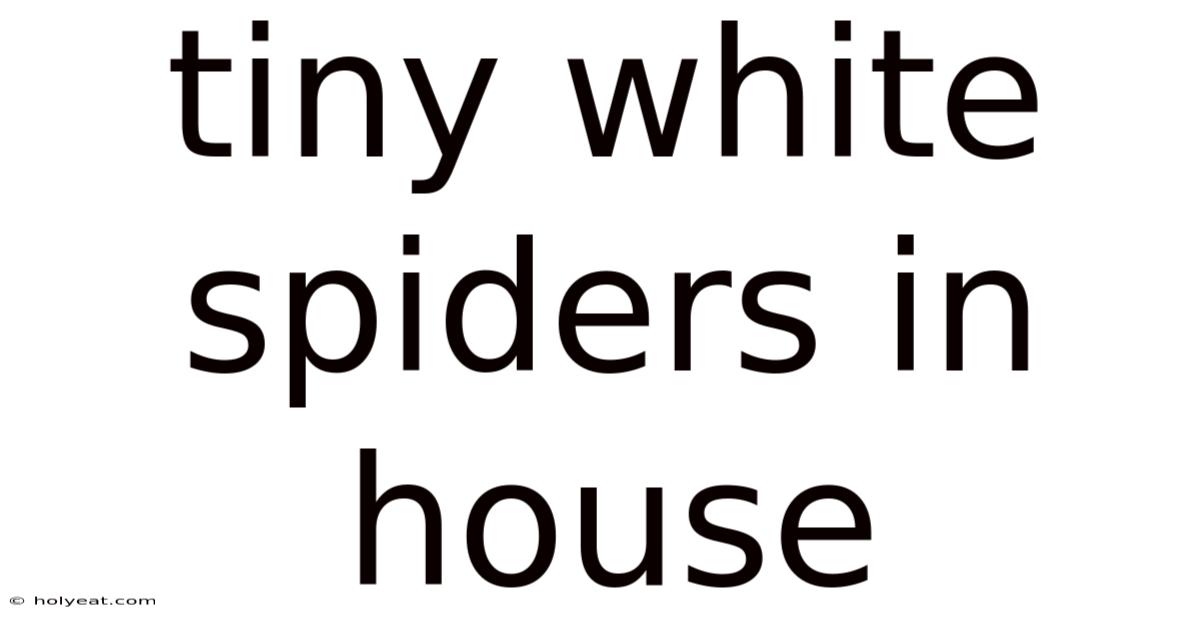 Tiny White Spiders In House