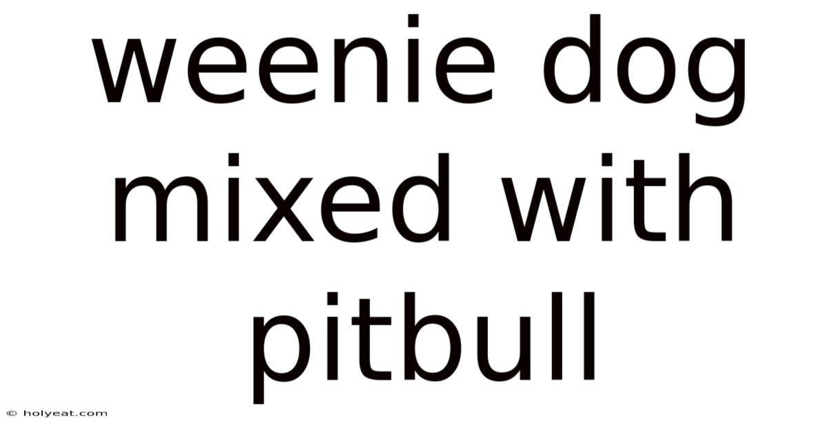 Weenie Dog Mixed With Pitbull