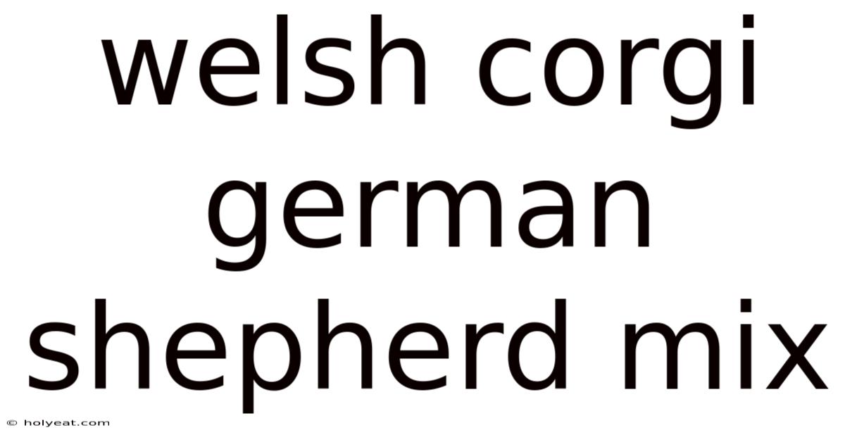 Welsh Corgi German Shepherd Mix