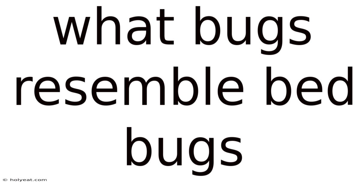 What Bugs Resemble Bed Bugs