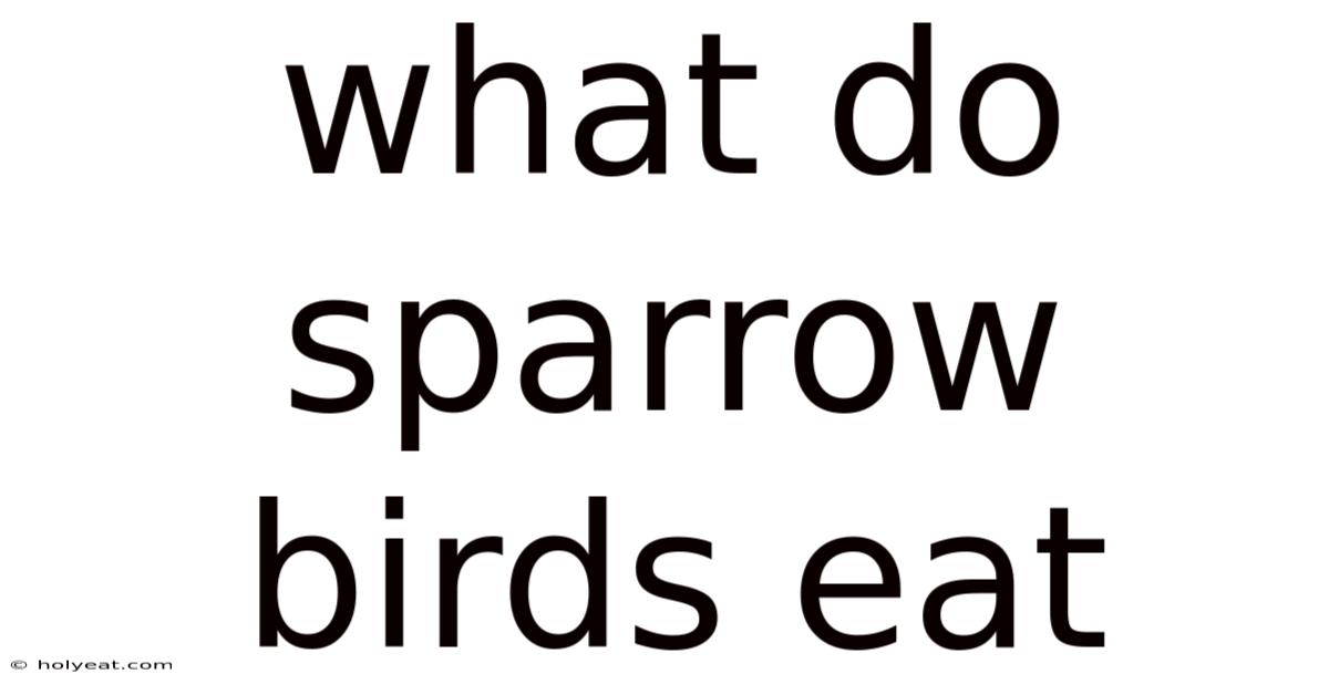 What Do Sparrow Birds Eat