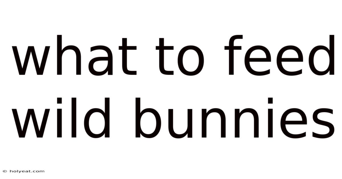What To Feed Wild Bunnies
