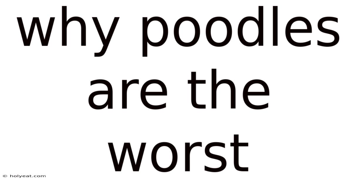 Why Poodles Are The Worst